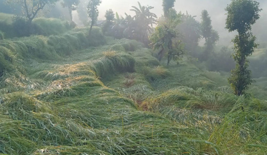 असिनाले धानबाली नष्ट हुँदा कृषक चिन्तित