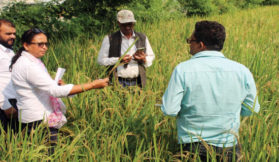 धानमा दाना नलागेपछि किसान मारमा