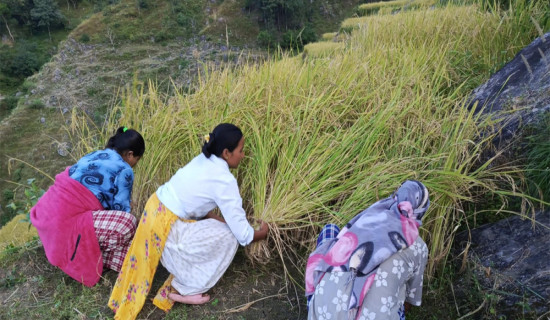 किसानलाई बाली भित्र्याउने चटारो