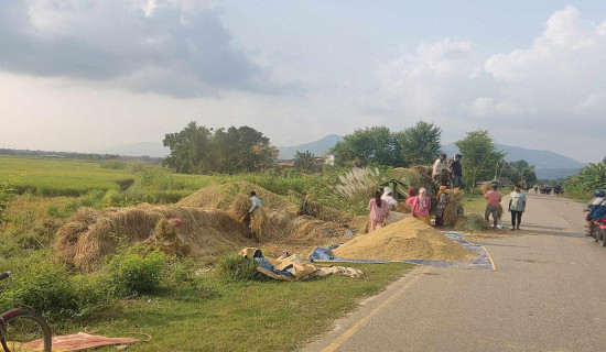 दाङमा खाद्यले किसानसँग धान खरिद गर्ने