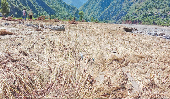 झन्डै नौ सय हेक्टरमा गरिएको कृषि बालीमा क्षति