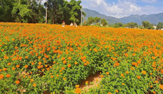 सयपत्री फूलको व्यावसायिक खेती