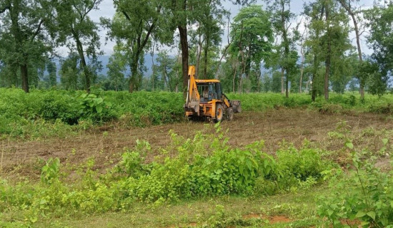 रुख काट्न शहरी विकासले दियो अनुमति