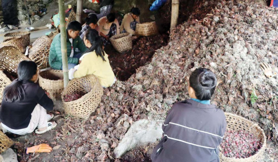 अलैँचीको उत्पादन कम हुँदा आधाले घट्यो निर्यात