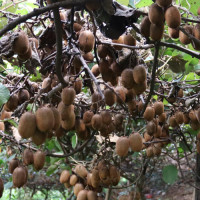 विश्वको आधाभन्दा बढी जनसङ्ख्याको सामाजिक सुरक्षामा पहुँच : संयुक्त राष्ट्रसङ्घ