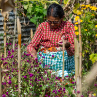 नेप्से परिसूचक १८ अङ्कले ओरालो लाग्यो