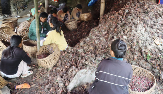 अलैँची थन्क्याउनमा व्यस्त किसान