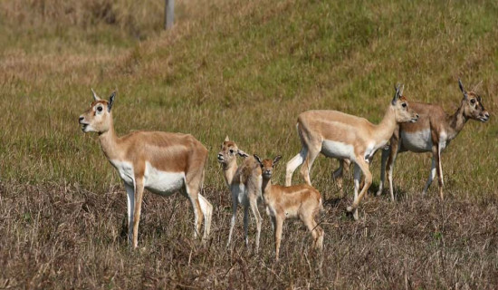 कृष्णसारको सङ्ख्यामा बढोत्तरी