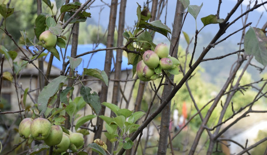 एक वर्षमा दुई पटक फल्यो बझाङी स्याउ