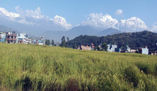 पोखरेली जेठोबुढो प्रवर्धन गरिँदै