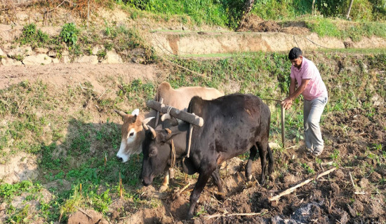 किसानलाई गहुँ छर्ने चटारो