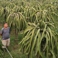 भिस्तारा एयरको विमानमा बम राखेको हल्लापछि सेनाको खानतलासी