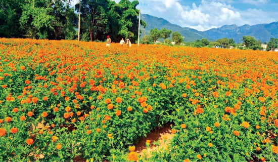 यस पटक नेपाली सयपत्री मात्र