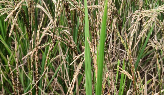 ऊर्जा सन्तुलनमा  सौर्य ऊर्जा महत्त्वपूर्ण