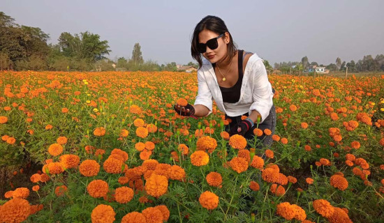 तिहारका लागि ढकमक्क सयपत्री