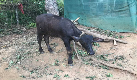 पाडी–बाच्छी हुर्काउने किसानलाई दश हजार पुरस्कार