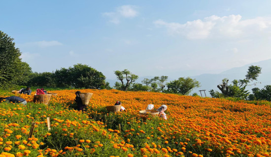 सयपत्रीले बढायो तिहारको रौनक