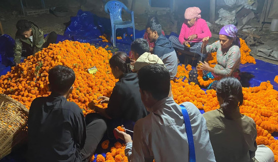 दीपावलीका लागि सयपत्रीको माला उन्ने चटारो