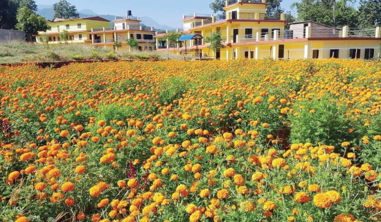 तीन दिनमा थपिए एक हजारभन्दा बढी डेंगु सङ्क्रमित