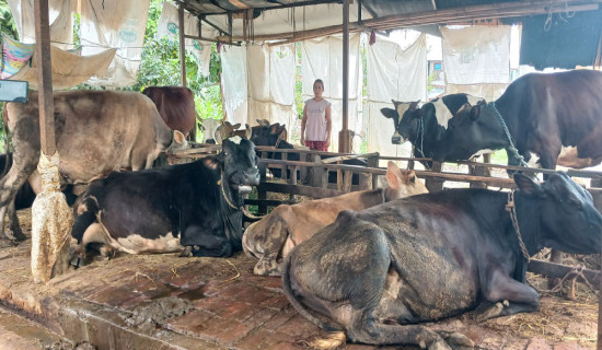 पहाडे गाईपालन गर्ने किसानलाई मासिक एक हजार