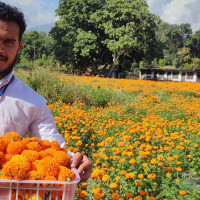 सिंहदरबारमा सरकार र आन्दोलनरत शिक्षकबीच वार्ता जारी