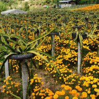 यार्चागुम्बा टिप्न विद्यार्थी लेकतिर