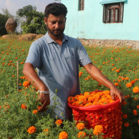 तिहारमा गुन्जिन्छन् यी गीत