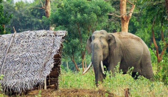 जङ्गली हात्तीको आक्रमणबाट जोगाउन सचेतना