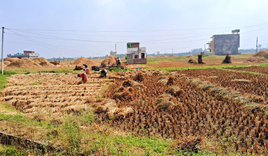 धान स्याहार्दै किसान