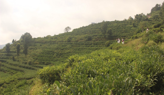 घुस खुवाएर काम गर्नुपर्ने व्यवस्थाको अन्त्य गर्छुः पर्यटनमन्त्री किराँती