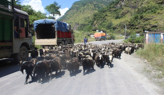 गुल्मीमा जेसिबी पल्टिदा चालकको मृत्यु