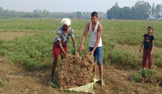 दालको खेती छाडेर बदाम खेतीतर्फ आकर्षण