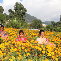 हुम्लाकाे यारीमा सुख्खा बन्दरगाहको सम्भाव्यता अध्ययन सुुरु