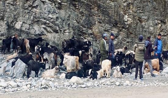 तिहारका लागि पोखरा झरे च्याङ्ग्रा