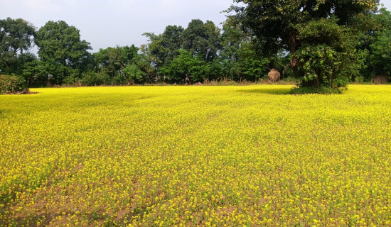 तोरी फुलेको बारी (फोटो फिचर)