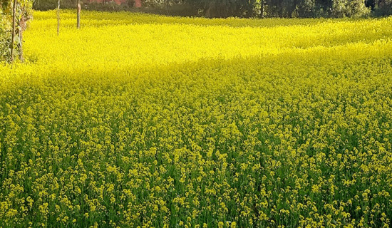 तोरी फुलेर बारी पहेँलै