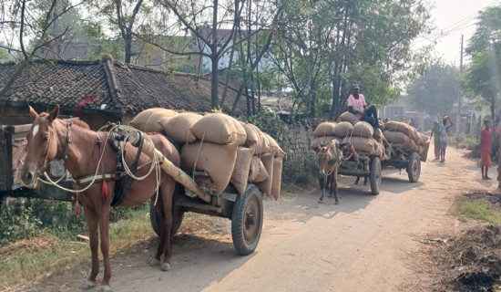 धान बिक्री गर्न लैजाँदै किसान