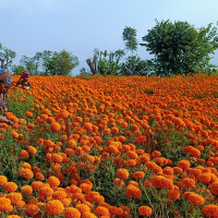 दुर्घटनामा टिप्पर चालकको मृत्यु