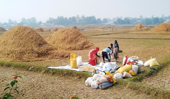 पानीको डरले धान थन्क्याउँदै किसान