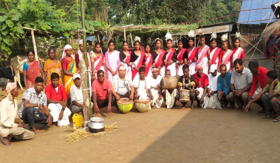 सप्तकोशीले बगाएर ल्याएको दाउरा निकाल्दै स्थानीय