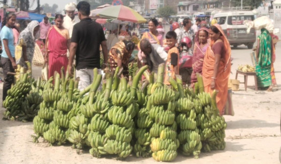 यस वर्ष केराको मूल्य दोब्बर