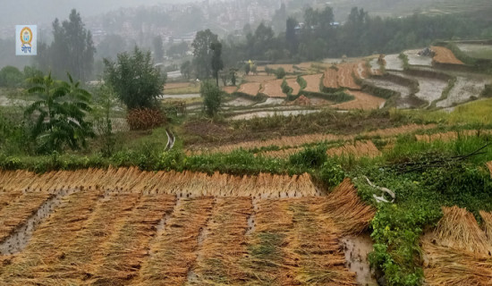 लोप हुँदै मादलको ताल