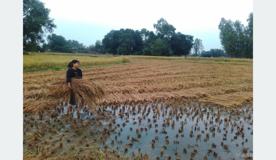 रानीघाटमा बसाइ आए राउटे समुदाय