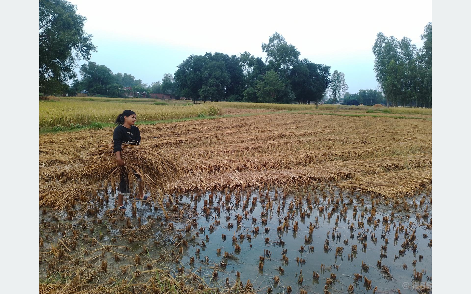 बेमौसमी वर्षाले धान बालीमा क्षति हुँदा किसान समस्यामा