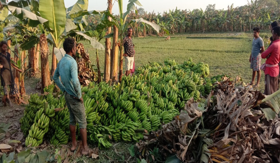 छठमा बढ्यो केराको व्यापार