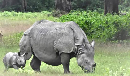 गैँडाको आक्रमणबाट एकको मृत्यु