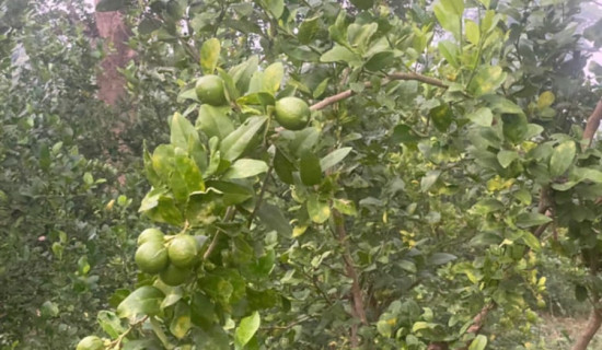 कागतीले बजार नपाउँदा उपभोक्ता चिन्तित