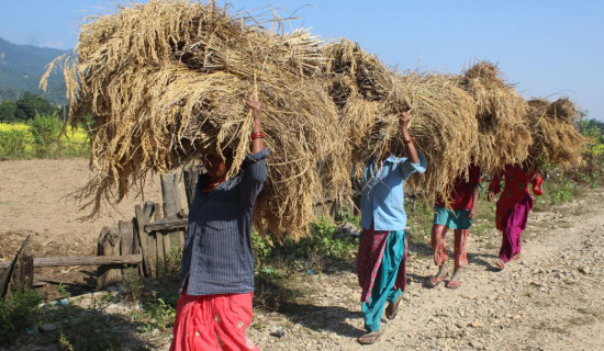 किसानलाई धान भित्र्याउने चटारो