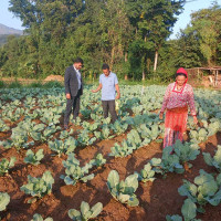 दाङमा हतियारसहित एक जना पक्राउ