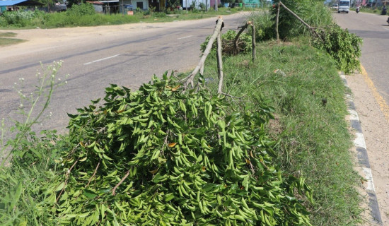 सडकको बिरुवा काट्ने भुषाल पक्राउ